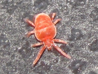 Trombidiidae?          Si, Trombidium sp.